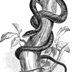 snake