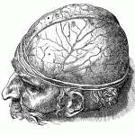 brain