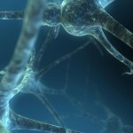 neuron